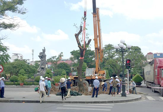 Hải Phòng: Trồng cây muồng ngủ khôi phục cảnh quan Quảng trường Tượng đài Nữ tướng Lê Chân