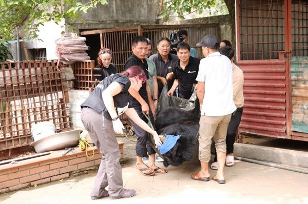 Giải cứu một cá thể gấu ngựa tại Lào Cai