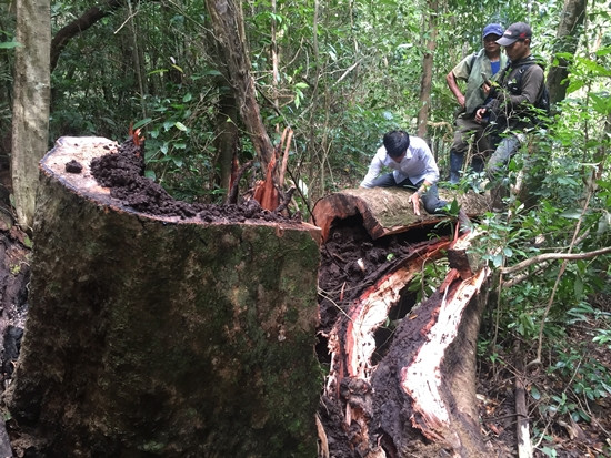 Hiện trường khu rừng bị phá ở huyện Mang Yang