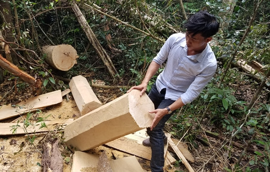 Hiện trường khu rừng bị phá ở huyện Mang Yang