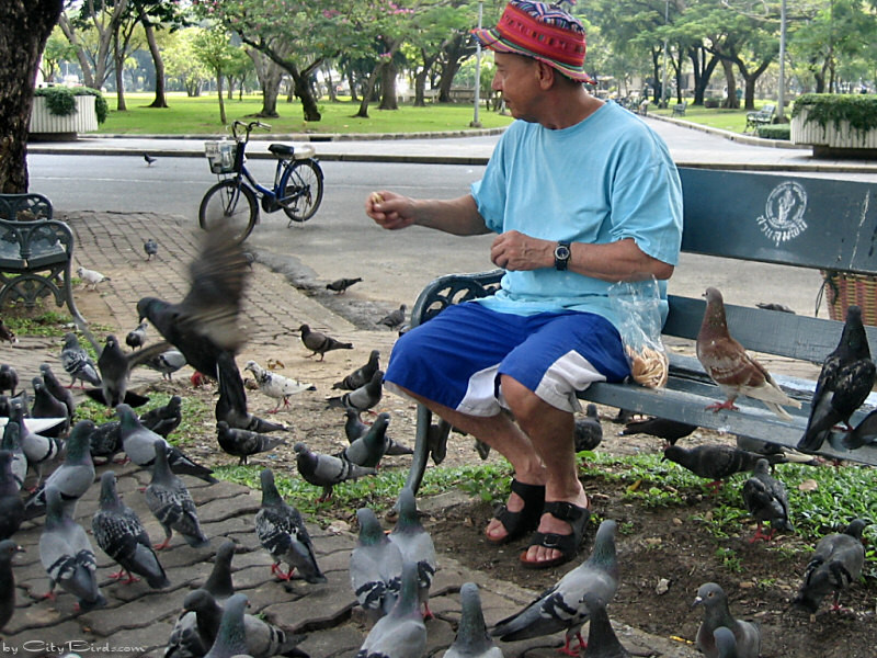 Thái Lan: Sẽ bị phạt tù nếu cho chim bồ câu nơi công cộng ăn?