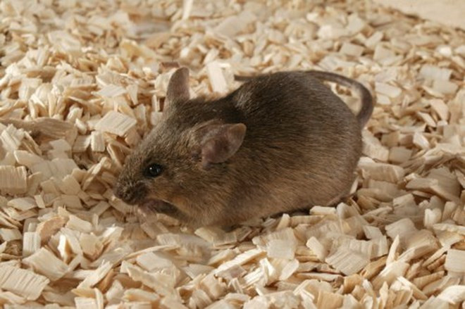 Người đầu tiên trên thế giới nhiễm viêm gan E từ chuột