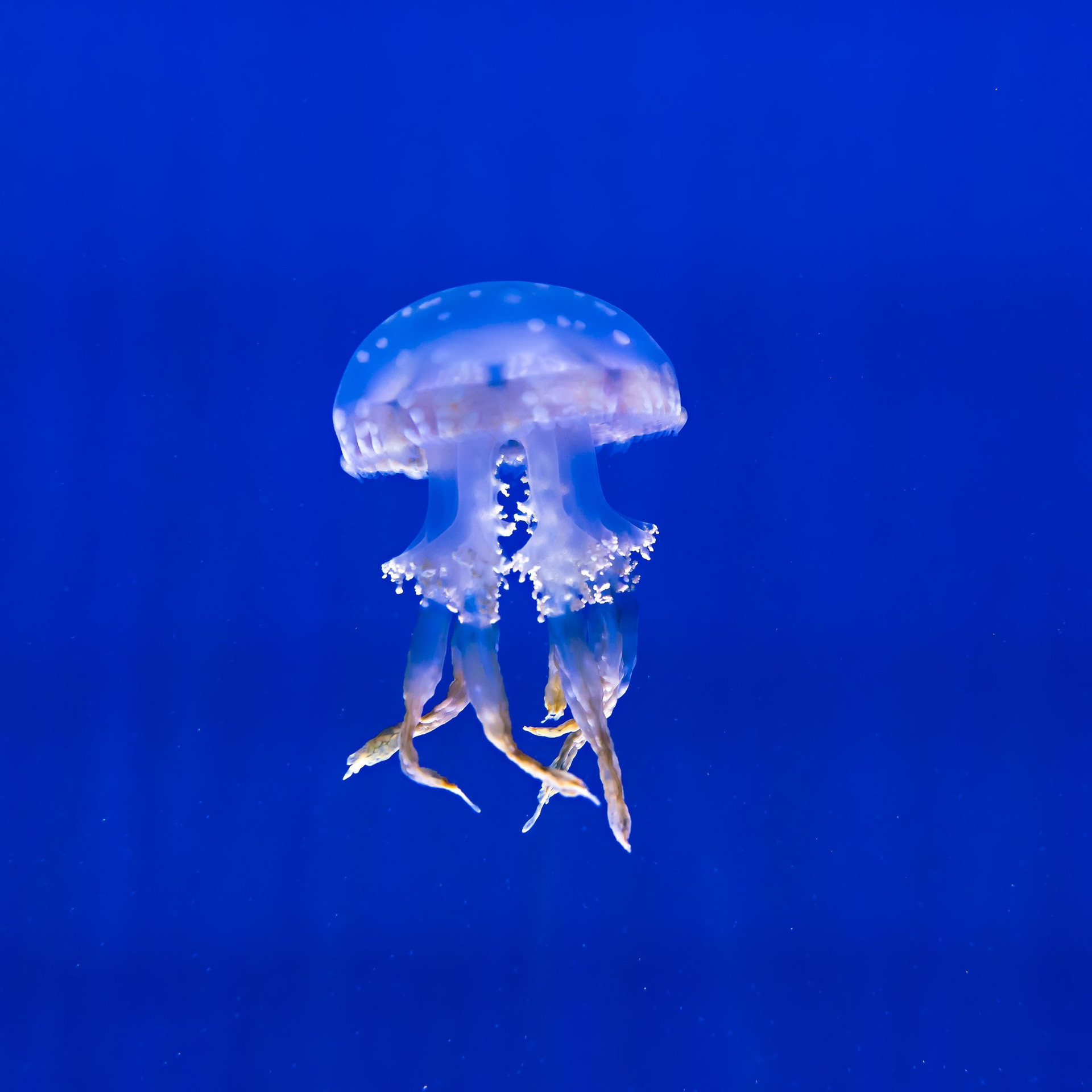 Hình nền  con sứa thế giới dưới nước Phốt pho Phát sáng 3310x2207   4kWallpaper  1185862  Hình nền đẹp hd  WallHere