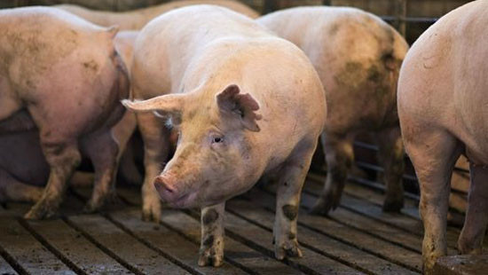 Nghiêm cấm buôn bán, vận chuyển, tiêu thụ lợn không rõ nguồn gốc 
