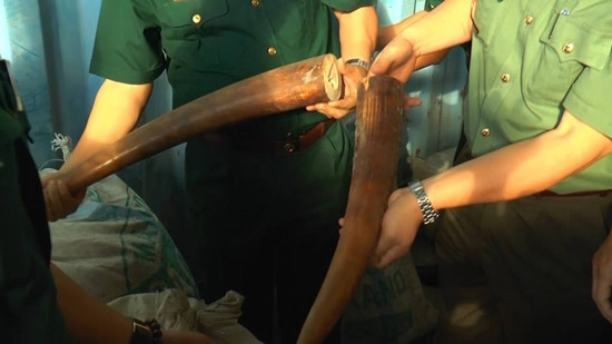 Chặt đứt đường dây vận chuyển 10 tấn ngà voi, vẩy tê tê về Việt Nam tiêu thụ