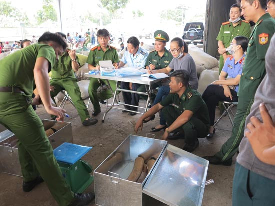 Hải quan Đà Nẵng chủ trì bắt giữ số lượng lớn vảy tê tê và ngà voi