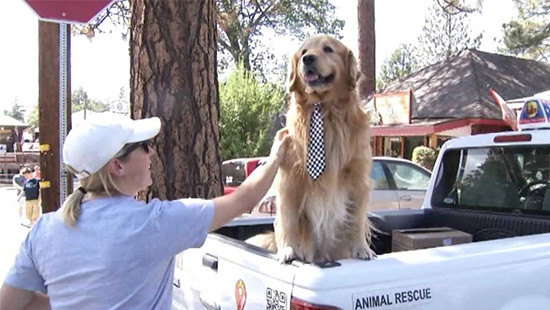 Mỹ: Chú chó Max đáng yêu trở thành thị trưởng 