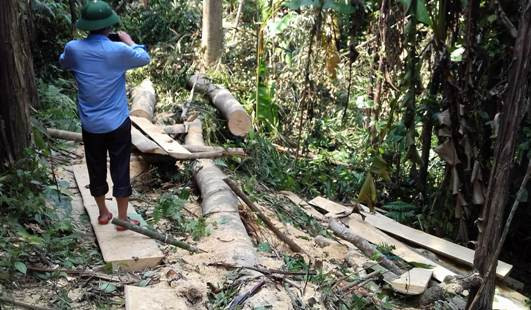 Chặt phá rừng ở Lang Chánh: Có xảy ra nhưng mức độ không nhiều