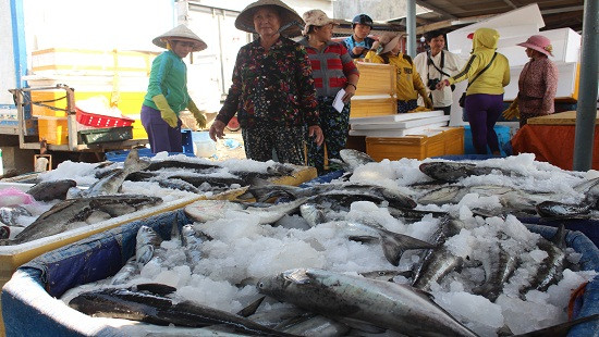 Quảng Ngãi: Cá bớp nuôi chết không phải do ô nhiễm môi trường