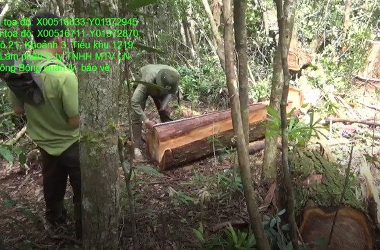 Khẩn trương điều tra vụ phá rừng quy mô lớn ở huyện Krông Bông