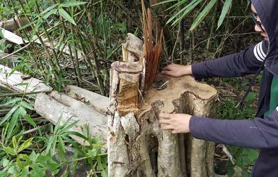 Vụ bắt giữ gần 30m3 gỗ lậu tại Mang Yang: Tang vật bị 