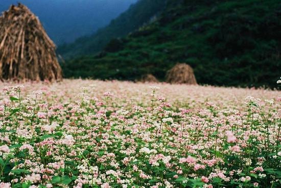 Bí kíp để có chuyến đi Fansipan đẹp - độc - lạ mùa tam giác mạch năm nay