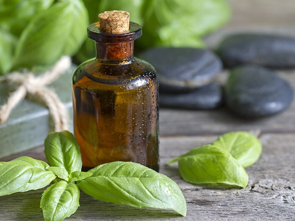 Những loại tinh dầu giúp giảm cơn đau của bệnh gout