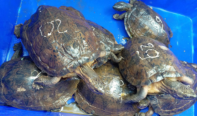 Kon Tum: Điều tra làm rõ vụ vận chuyển gần 500 kg rùa, rắn quý hiếm 