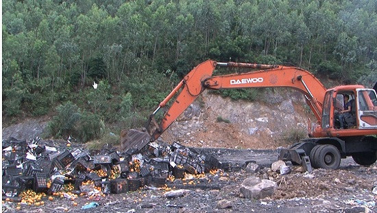 Quảng Ninh:  Xử phạt, tiêu hủy gần 10 tấn cam không rõ nguồn gốc