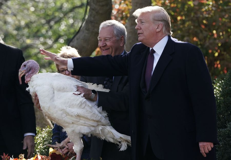 Ngắm 2 con gà tây đáng yêu may mắn được Tổng thống Trump xá tội