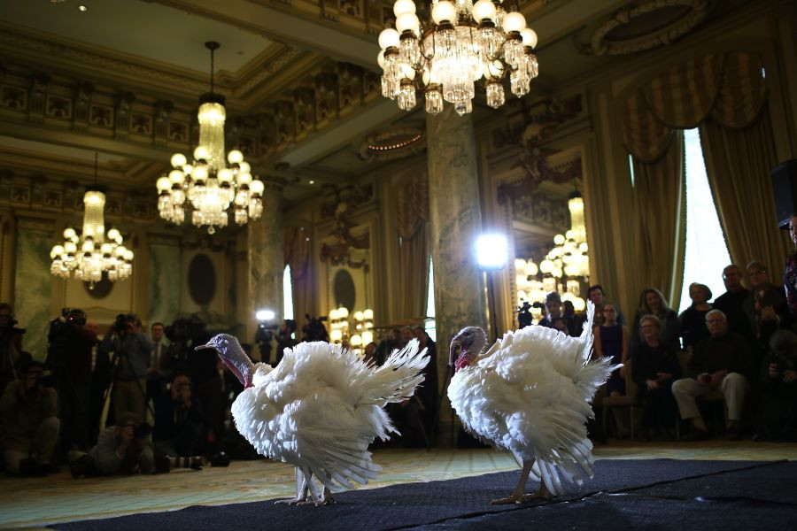 Ngắm 2 con gà tây đáng yêu may mắn được Tổng thống Trump xá tội