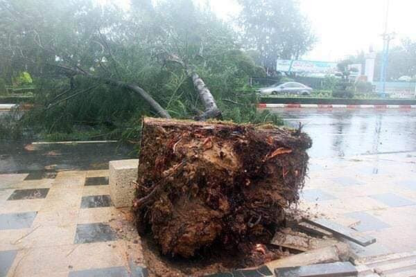 Bão số 9 đổ bộ: Đường phố Vũng Tàu ngập nặng, cây gãy đổ hàng loạt