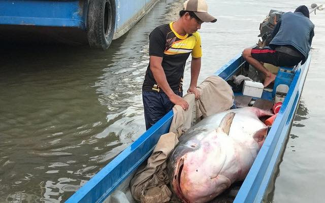 Cá tra nặng hơn 200kg từ Campuchia về Việt Nam bán gần 90 triệu đồng