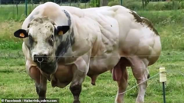 Con vật khổng lồ: Chú bò may mắn vì... 