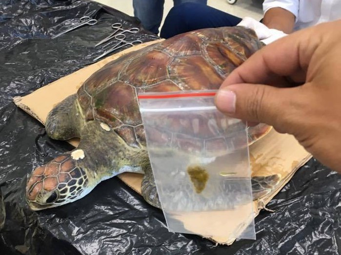 Hy hữu, 2 giờ nội soi cứu sống rùa biển bị ngộ độc rác