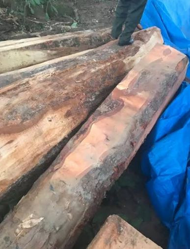 Lại thêm một vụ khai thác gỗ trái phép bị phát hiện
