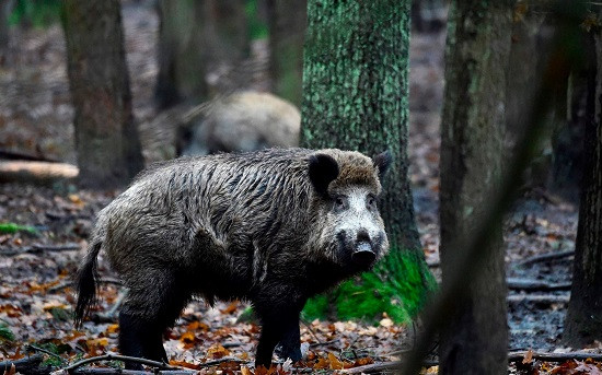 Italy: Tai nạn nghiêm trọng do lợn rừng, 11 người thương vong
