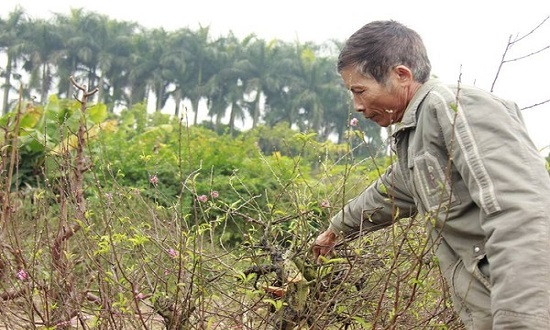  Một chủ vườn uống thuốc sâu tự tử sau vụ phá vườn đào ở Bắc Ninh