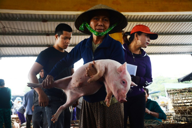 Độc đáo chợ bồng heo ở Quảng Nam