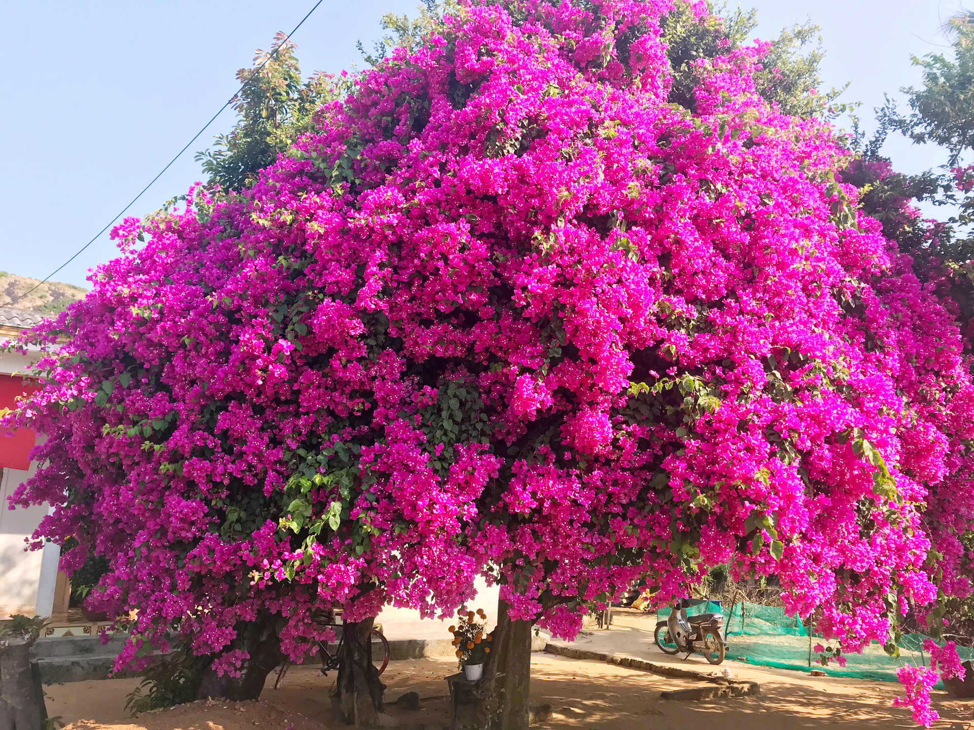 Du khách nườm nượp kéo đến chiêm ngưỡng cây hoa giấy “độc nhất vô nhị” trên đảo Lý Sơn