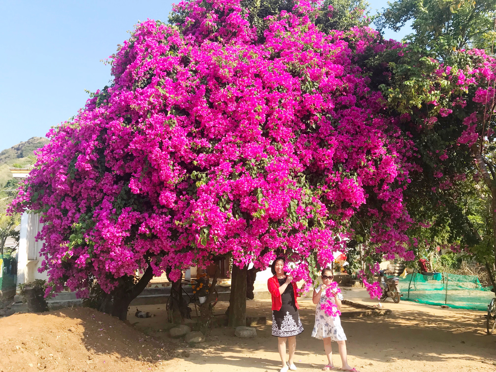 Du khách nườm nượp kéo đến chiêm ngưỡng cây hoa giấy “độc nhất vô nhị” trên đảo Lý Sơn