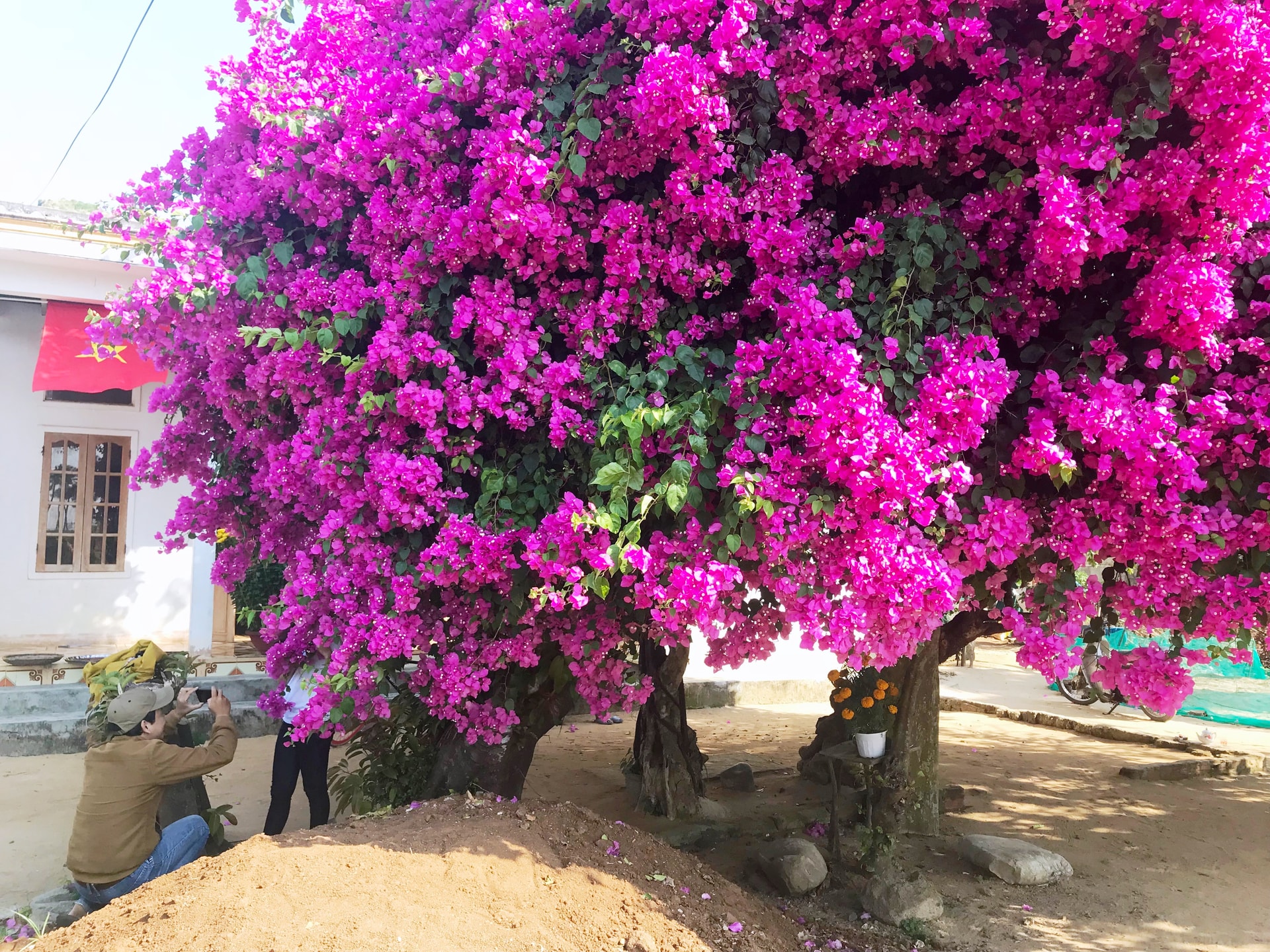 Du khách nườm nượp kéo đến chiêm ngưỡng cây hoa giấy “độc nhất vô nhị” trên đảo Lý Sơn