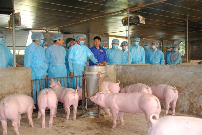 Bộ Y tế khẳng định bệnh tả lợn châu Phi không gây bệnh trên người