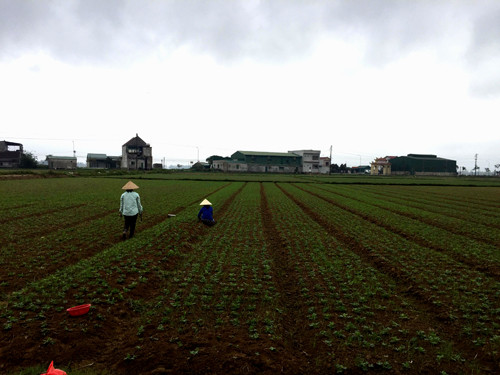 Hà Tĩnh: Nhiều người dân khốn đốn vì đất trồng lạc bị ngập úng