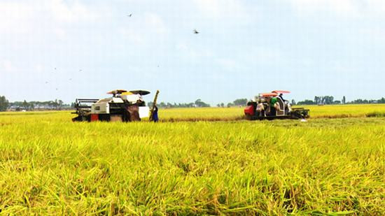 Agribank cam kết luôn đảm bảo hạn mức tín dụng cho nông nghiệp