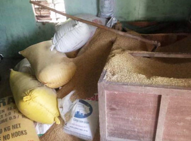 Một gia đình trình báo mất 49 cây vàng giấu trong đống lúa