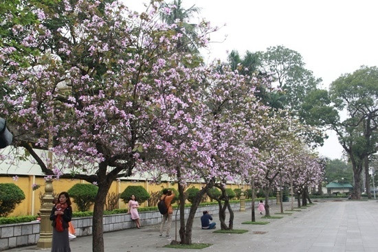 300 cây hoa ban của núi rừng Tây Bắc sẽ được trưng bày tại Bảo tàng Hà Nội