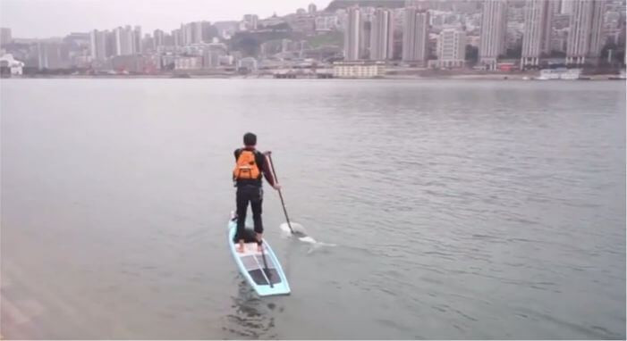 Lạ: Chèo ván đứng vượt sông Dương Tử đến nơi làm việc mỗi ngày