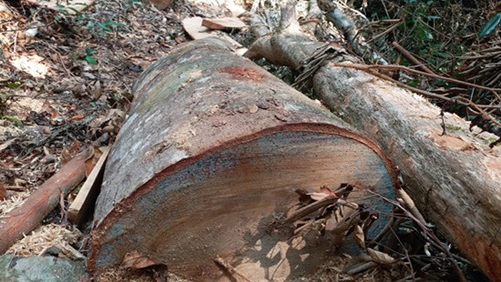 Xác định rõ khối lượng gỗ khai thác trái phép tại hai huyện ở Kon Tum
