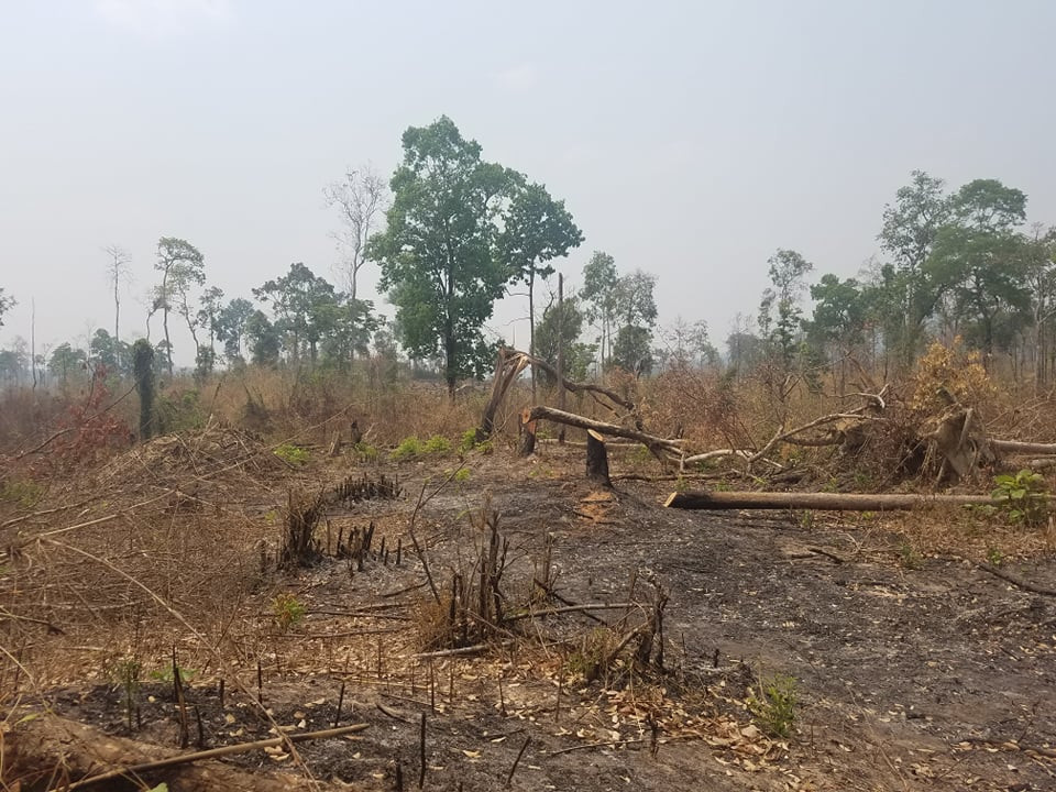 Cần xử lý nghiêm minh các đối tượng phá rừng tại Gia Lai