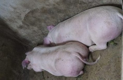  Hòa Bình: Quyết liệt triển khai các biện pháp chống dịch tả lợn Châu Phi
