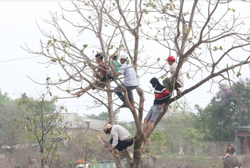 Hàng ngàn người đội nắng xem voi đá bóng