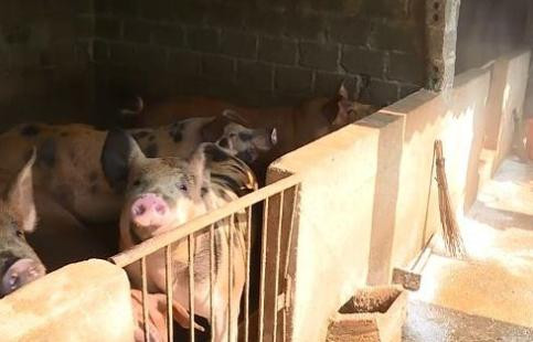 Có nên tẩy chay thịt lợn khi dịch tả lợn châu Phi đang hoành hành?