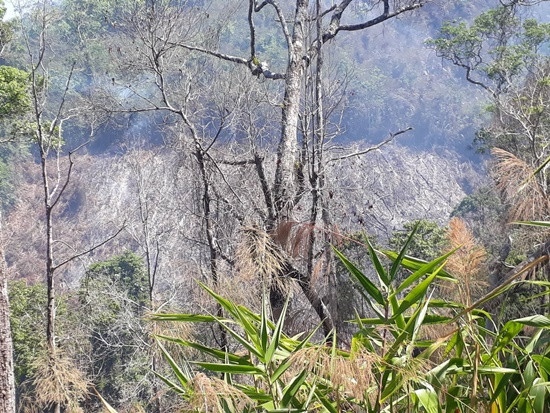 Cháy rừng diện rộng ở Gia Lai, hàng trăm người tham gia chữa cháy