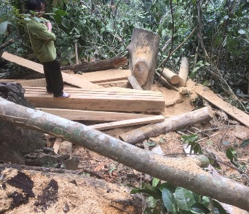 Rừng trong Khu BTTN Ngọc Sơn- Ngổ Luông bị tàn phá: Chi cục Kiểm lâm né báo chí