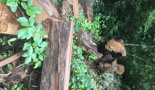 Rừng trong Khu BTTN Ngọc Sơn- Ngổ Luông bị tàn phá: Chi cục Kiểm lâm né báo chí