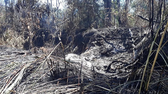 Liên tiếp xảy ra cháy rừng, UBND tỉnh Gia Lai ra công điện khẩn