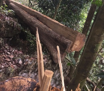 Lộ diện 5 vị trí khai thác gỗ trái phép trong Khu Bảo tồn thiên nhiên Ngọc Sơn- Ngổ Luông