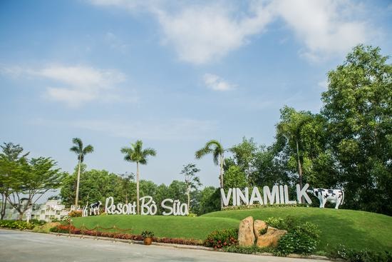 “RESORT” bò sữa Vinamilk Tây Ninh: Ngôi nhà lý tưởng của những cô bò hạnh phúc