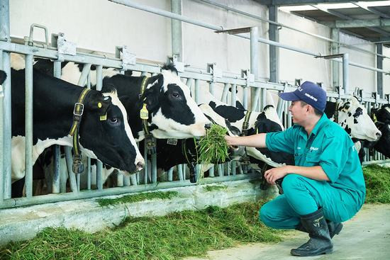 “RESORT” bò sữa Vinamilk Tây Ninh: Ngôi nhà lý tưởng của những cô bò hạnh phúc